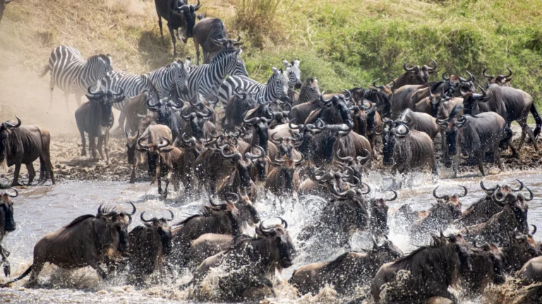 The Great Migration