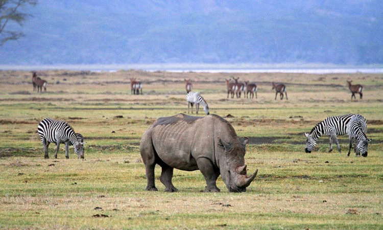 Wildife In Ngorongoro 750x450 1