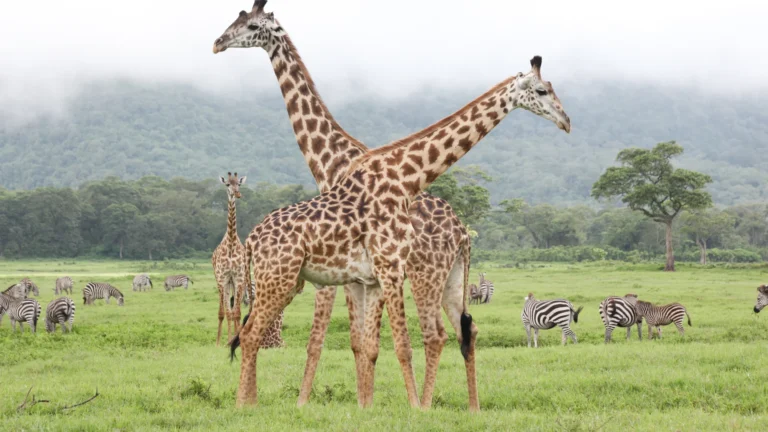 arusha national park