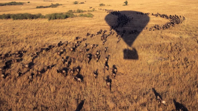 ballon safari