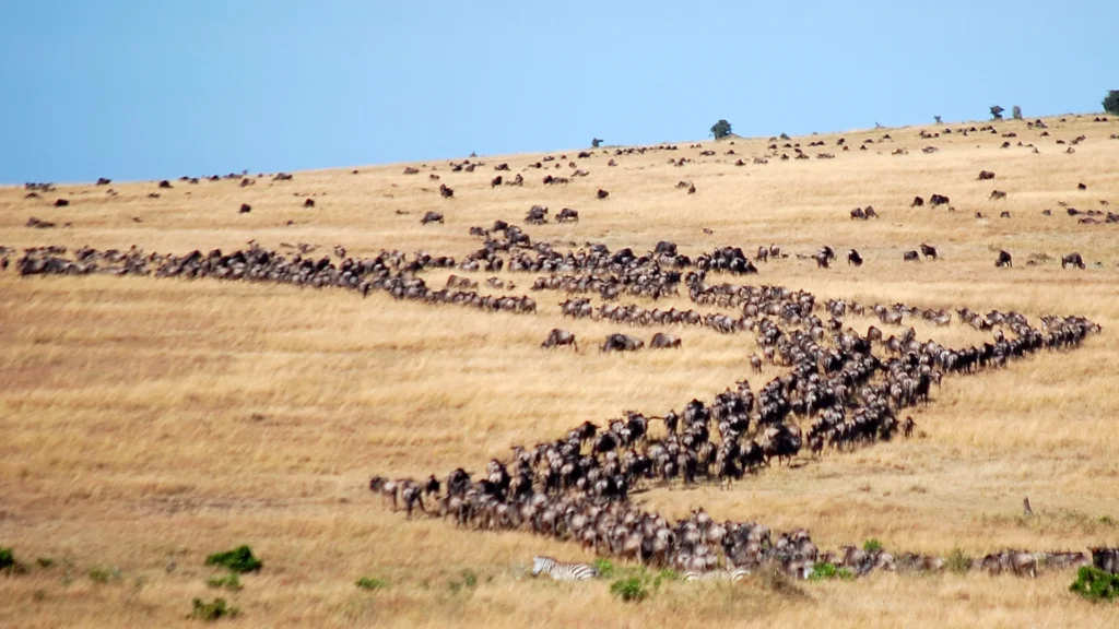great migration