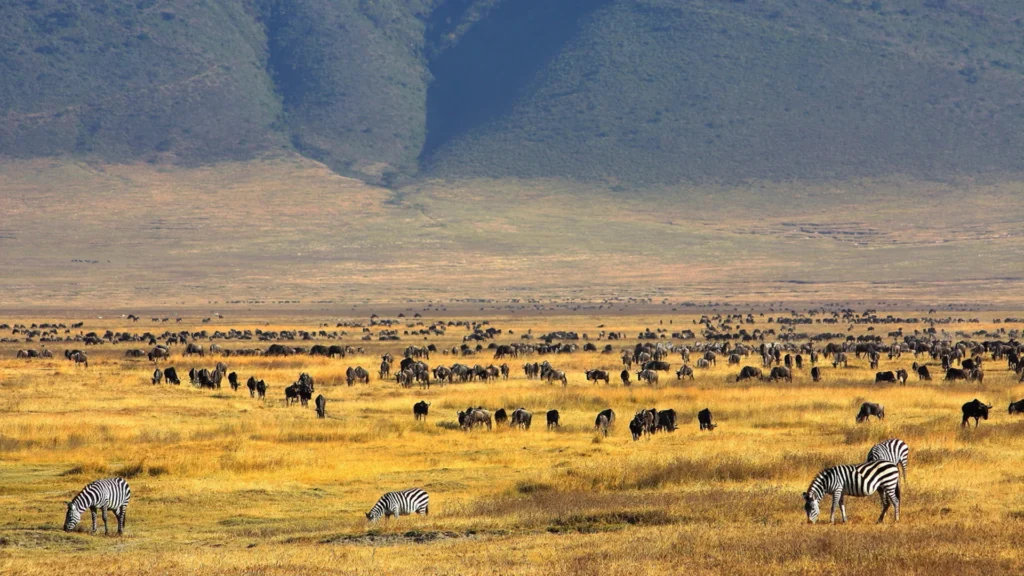 ngorongoro image