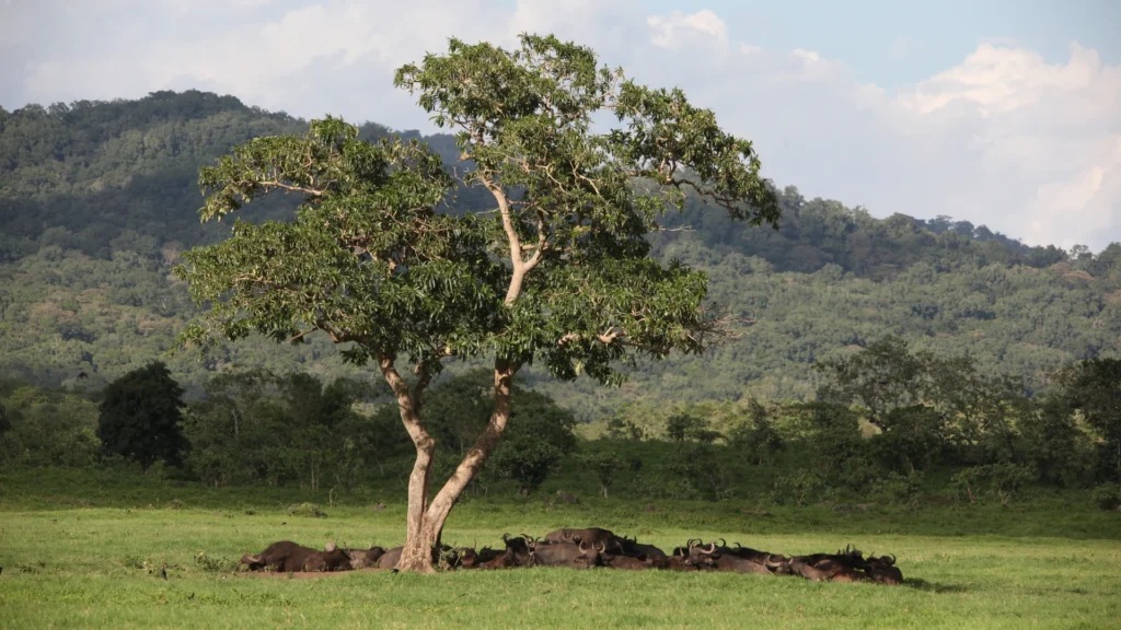 Arusha nationa park 2