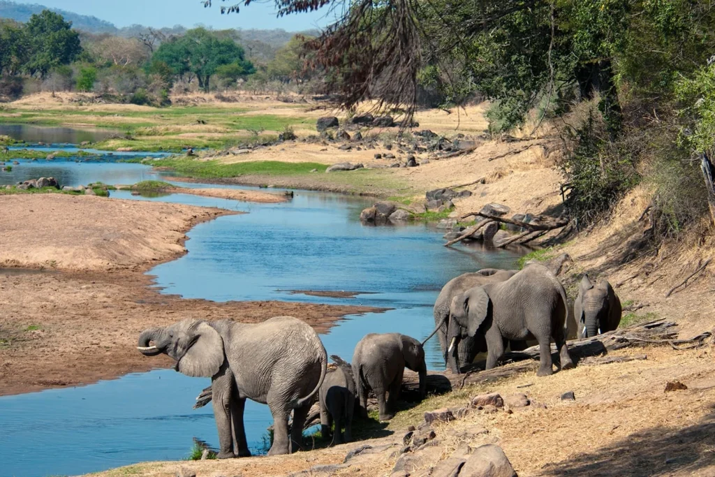 Elephants quenching their thirst in the Great Ruaha River Tanzania