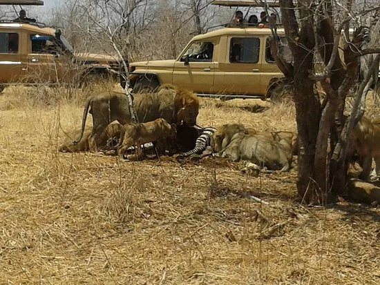 game drive in ruaha national