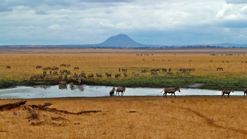 tarangire silaleswamp 1