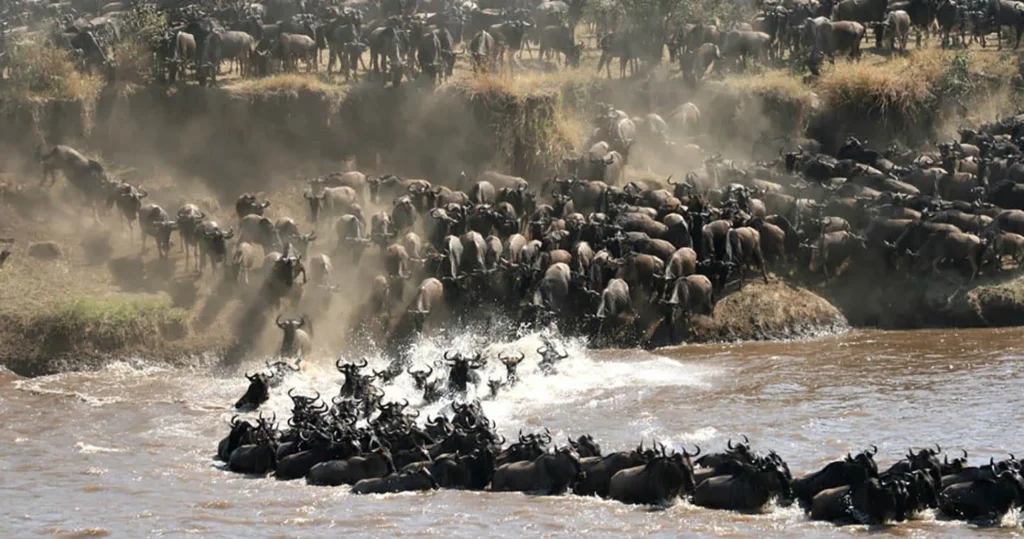 wildlife spectacle great migration tanzania