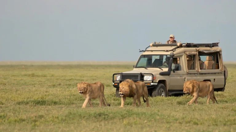 1759755012173 Can I see the big five on Budget Tanzania safari vacation holyday