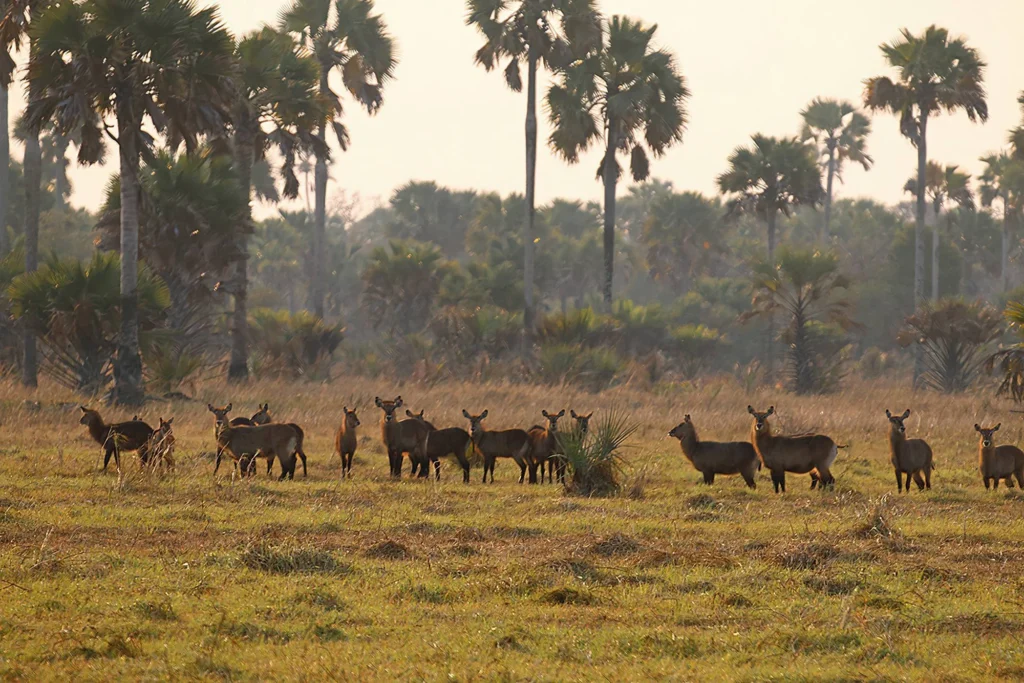 Katavi National Park Waterbucks 21