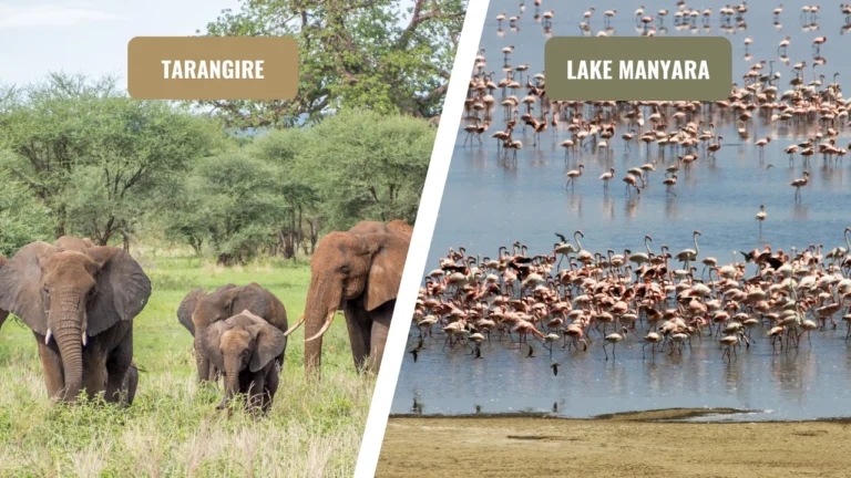 LAKE MANYARA VS TARANGIRE