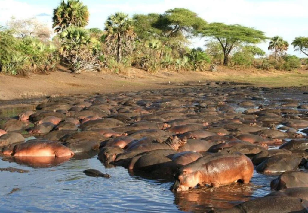 katavi Hippo pool