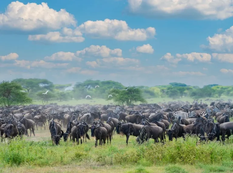 Best Time To Visit Tanzania A Month By Month Guide