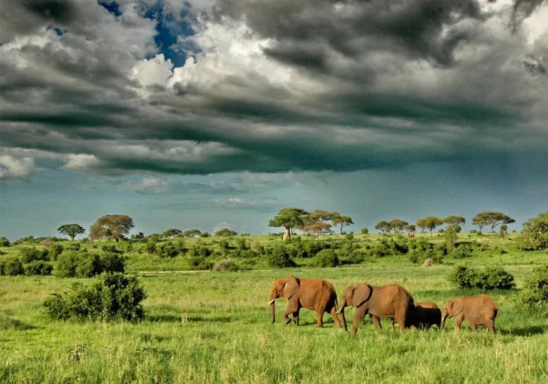 elephants under dramatic clouds tarangire national park
