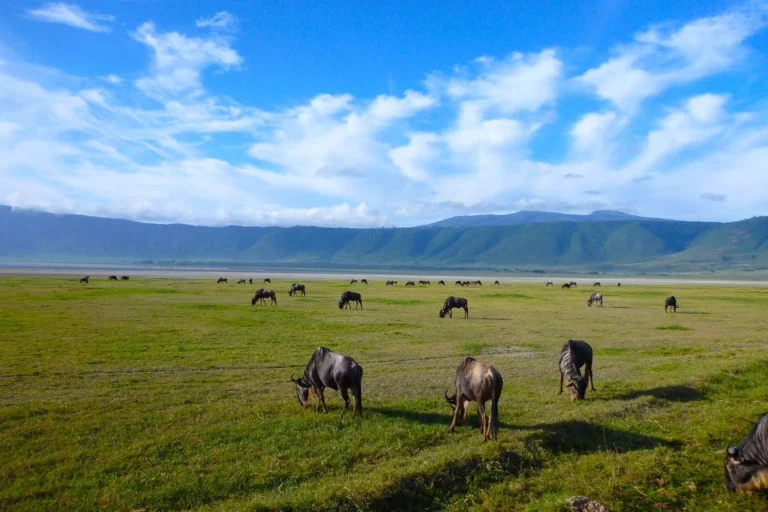 ngorongoro crater service fees