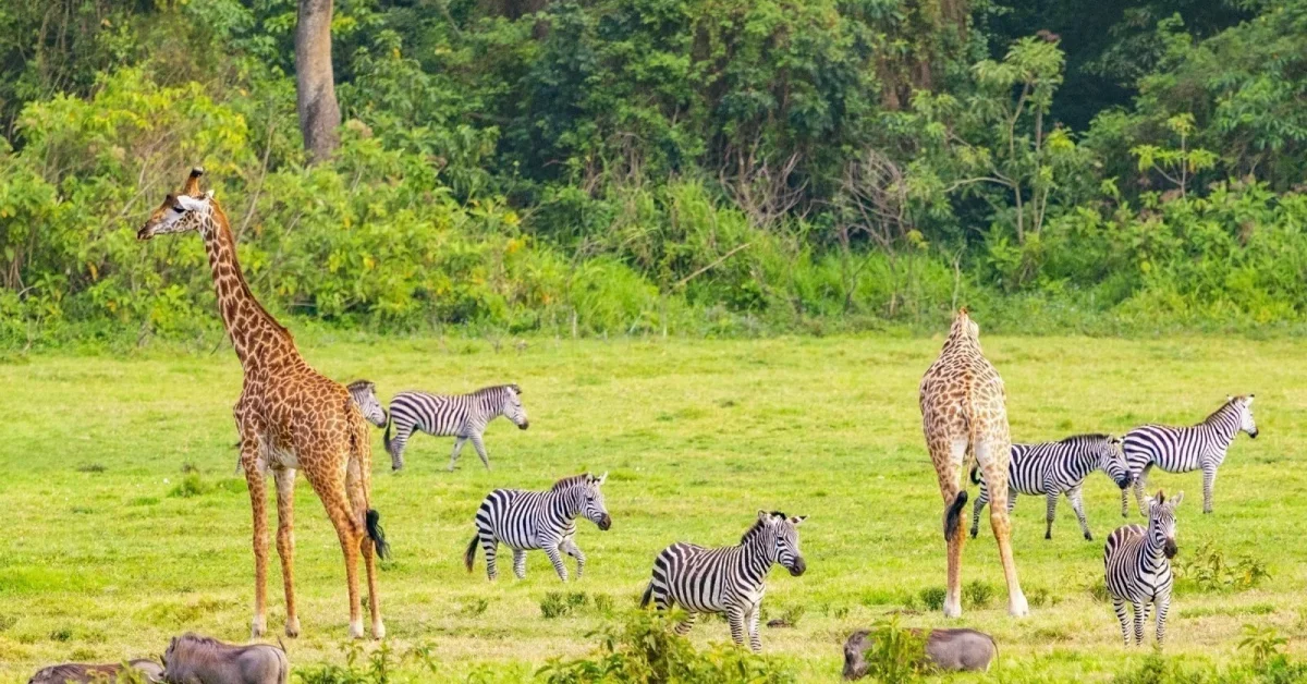 1-day-trip-safari-to-mikumi-national-park-from-dar-es-salaam_skq07