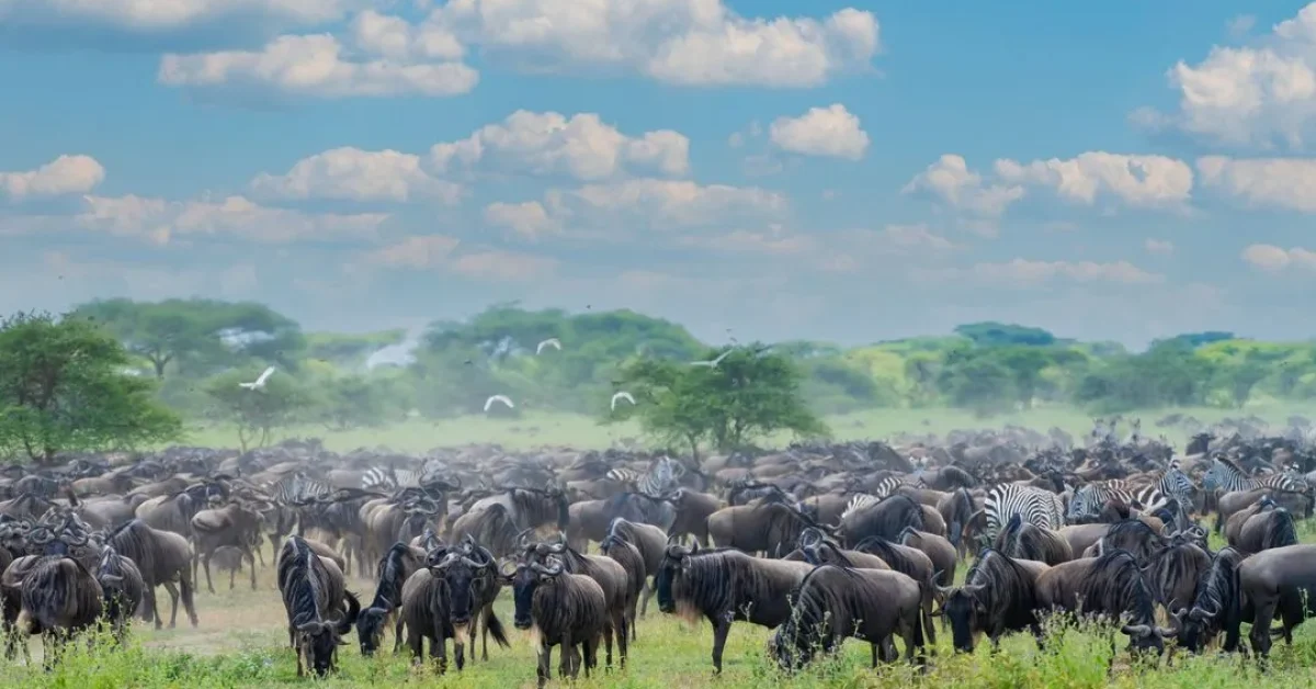 Best-Time-To-Visit-Tanzania-A-Month-By-Month-Guide