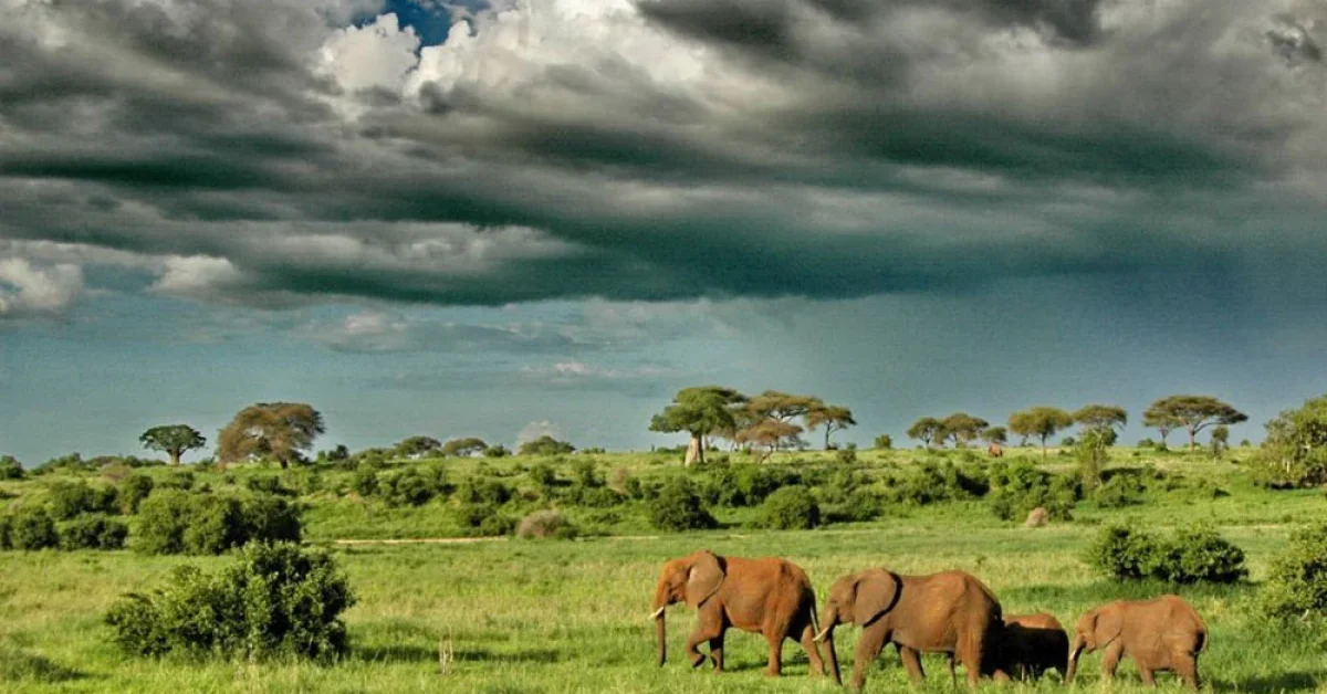 elephants-under-dramatic-clouds-tarangire-national-park