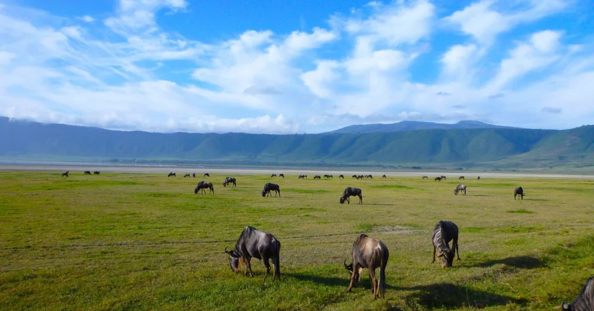 ngorongoro-crater-service-fees